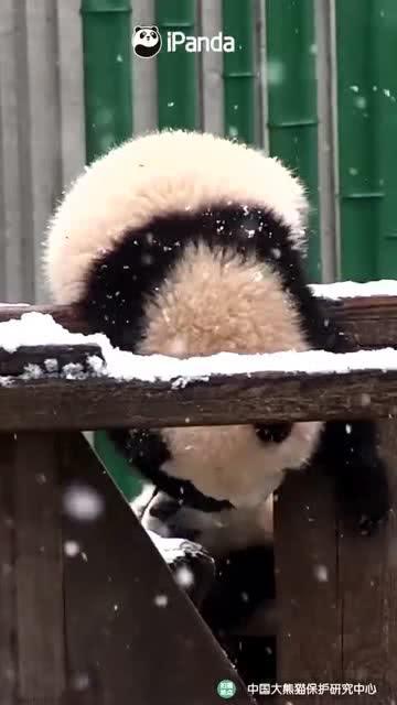 吃瓜小熊原版,揭秘娱乐圈背后的秘密与真相