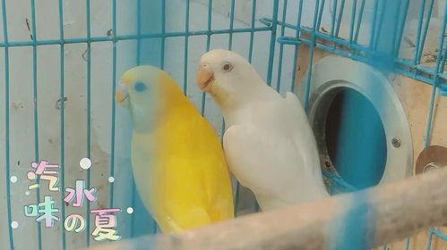 鹦鹉可以吃小白瓜,小白瓜成为新宠