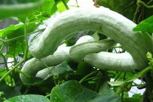 蛇瓜这样吃,探索美味与健康的完美融合