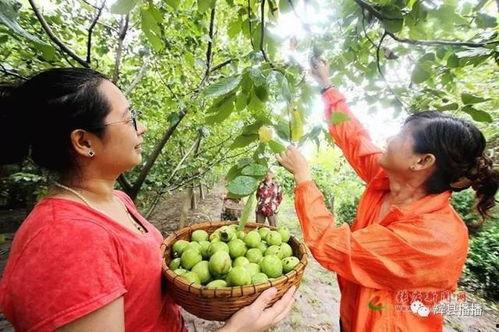 辉县直播吃瓜,辉县网红现象背后的故事