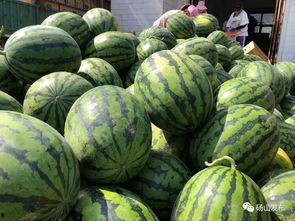 砀山吃瓜新闻,一场引发热议的乡村奇闻