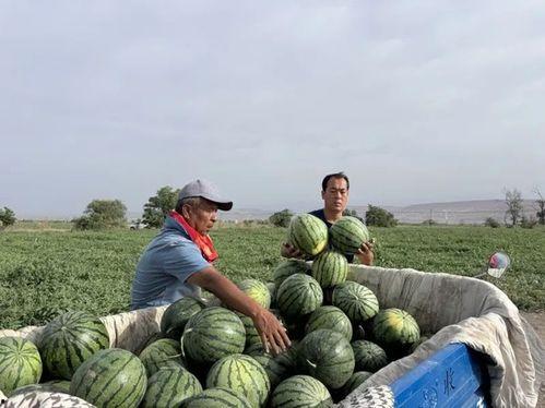 吃瓜部落660,揭秘网络热点的背后故事