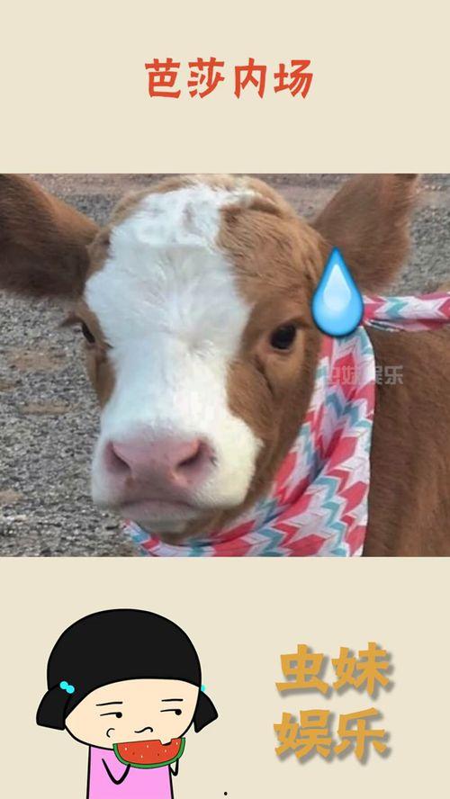 抖音肉脸吃瓜,瓜果飘香，尽享夏日美味时光