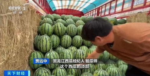 会吃瓜的瓜老师,瓜老师带你领略吃瓜界的风云变幻