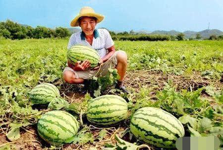 瓜农吃瓜,甜蜜背后的故事