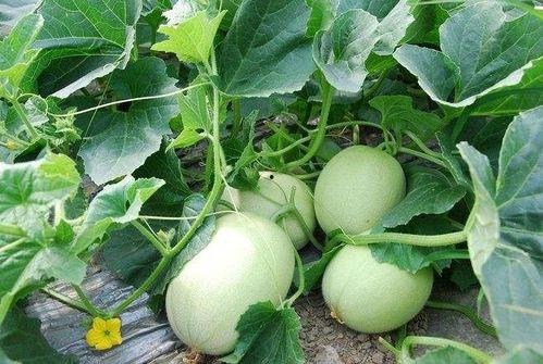 吃甜瓜不吃烂瓜,只选甜瓜不吃烂瓜的智慧选择