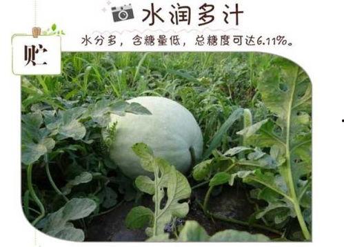 孕早期可吃白瓜,白瓜助力母婴健康