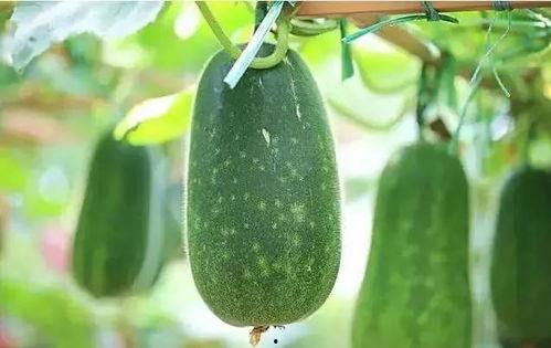 吃瓜文创,揭秘网络时代的趣味现象与社交新潮流