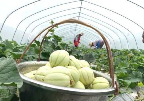 吃瓜亭搭配,揭秘娱乐圈的甜蜜与苦涩