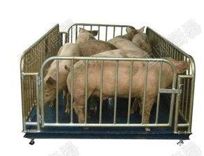 星际圈羊秤系吃瓜,揭秘神秘星系中的吃瓜风云