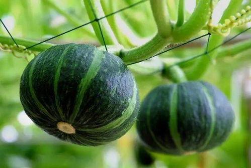 国内吃瓜网站迷蝶,揭秘娱乐圈背后的那些事儿