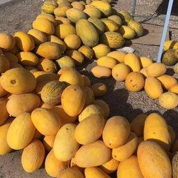 瓜洲什么季节吃瓜,瓜香四溢的甜蜜时光