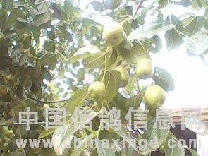 信鸽吃瓜,揭秘信鸽的“吃瓜”生活