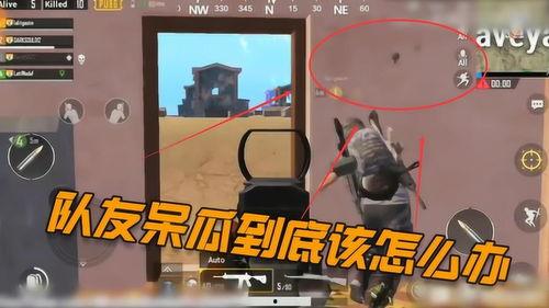 吃鸡呆瓜队友,呆瓜队友的欢乐日常