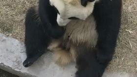 打球的小野 吃瓜,揭秘运动与娱乐的跨界魅力