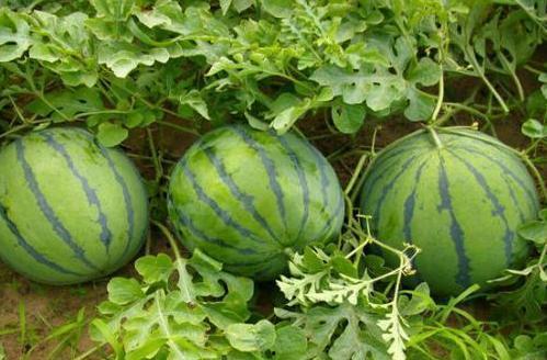 吃瓜了原创,揭秘娱乐圈幕后故事，带你走进明星真实生活