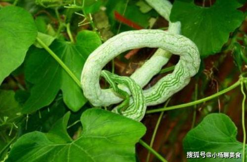 喜欢吃蛇瓜,揭秘蛇瓜的独特风味与烹饪技巧