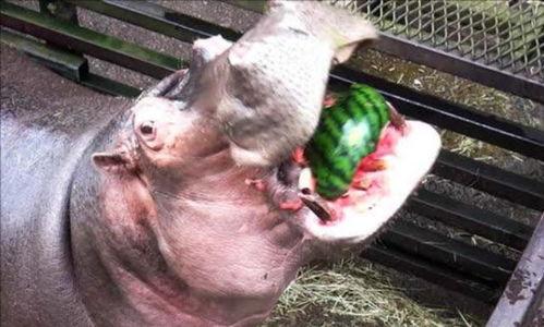 河马吃瓜合集,瓜果飘香，河马大快朵颐