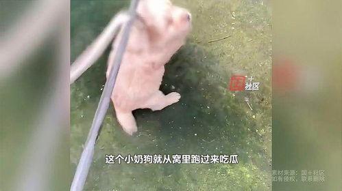 吃瓜吃出蛇,揭秘夏日饮食安全之谜