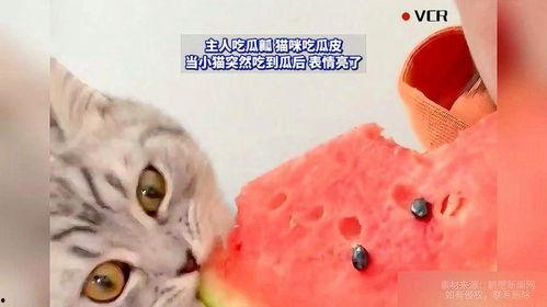 猫猫可以吃蜜瓜吗,蜜瓜，猫咪的夏日美味吗？