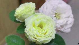 道具吃瓜的兔兔,兔兔的吃瓜日常