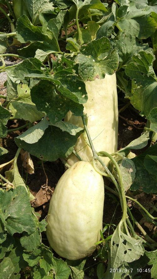 骚瓜都怎么吃,解锁美味新境界