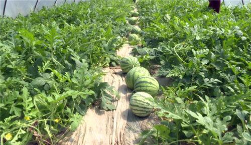 最近西湖吃瓜事件视频,一场网络热议背后的真相揭秘