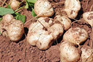 吃土的瓜,探寻民间美食的传承与创新