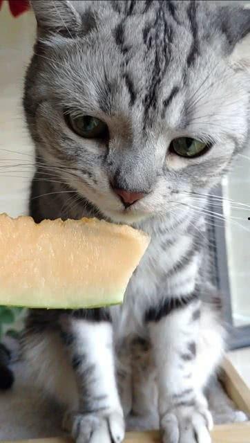 可以吃瓜的猫咪,揭秘宠物界的八卦达人