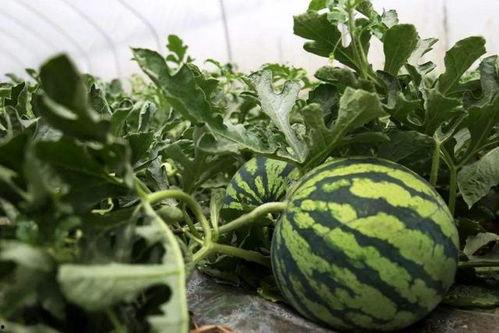 51吃瓜戴路扬州,探寻美食与文化的交汇之旅