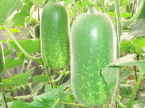 水银一麻子吃瓜