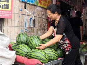 东北台湾吃瓜,一场别开生面的“吃瓜”盛宴