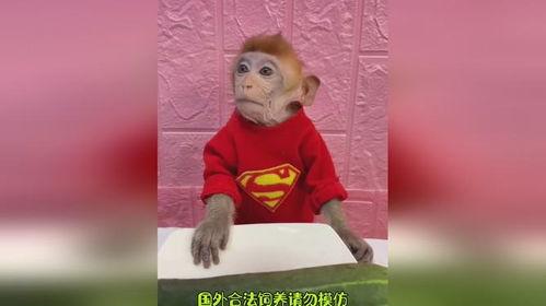 神奇动物在吃瓜,吃瓜背后的神奇世界