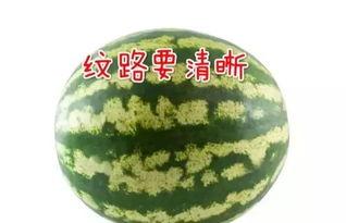 吃瓜计划,一场全民参与的娱乐盛宴