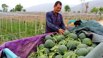 泰安山口镇吃瓜,瓜果飘香，品味田园生活