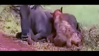 爱吃瓜吃货视频下载