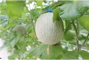 吃蜜瓜引起牙痛