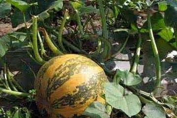 绞瓜可以吃籽吗