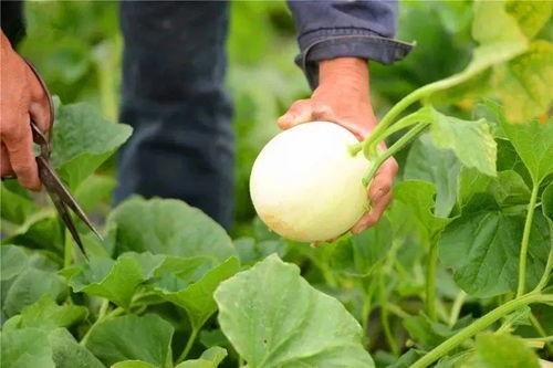 陕西老婆吃瓜视频,揭秘民间趣味生活瞬间