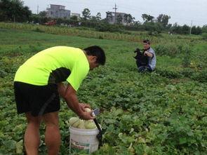 梦到摘人家瓜吃,揭秘摘瓜吃瓜的奇幻之旅