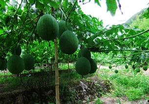 长吊瓜怎样吃最好